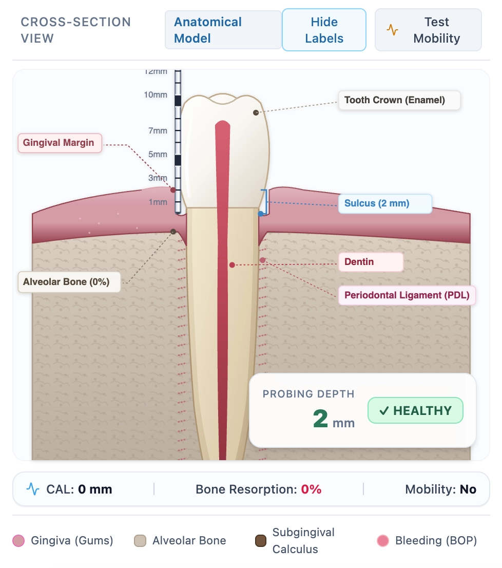 Labelled cross-section view showing gingival margin, sulcus, dentin, periodontal ligament and alveolar bone with a 2mm healthy probing depth